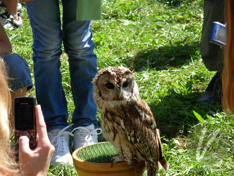 Zwergohreule: Übersicht